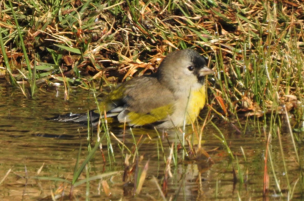 Lawrence's Goldfinch - ML187166691