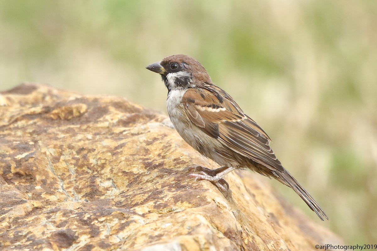 Eurasian Tree Sparrow - ML187168891