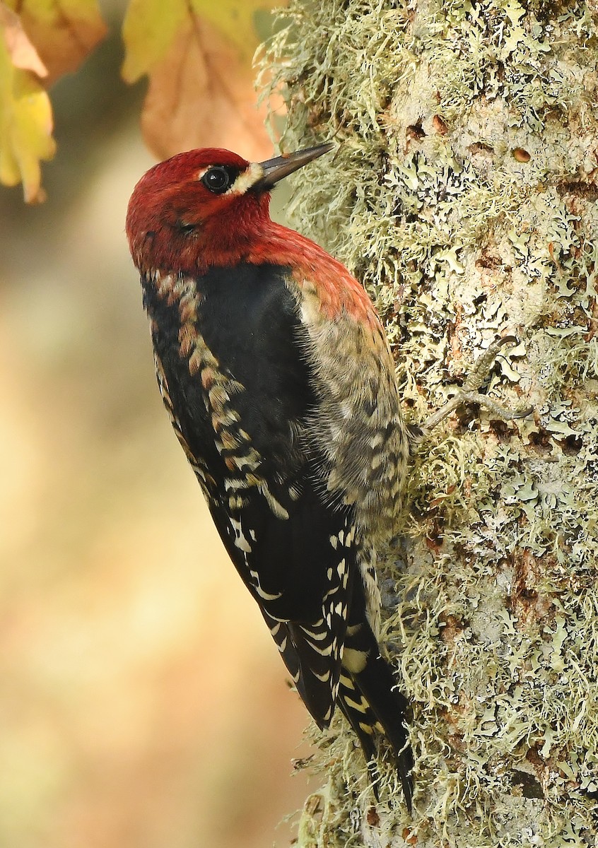 Red-breasted Sapsucker - ML187169571