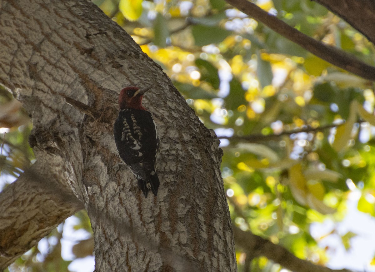 Red-breasted Sapsucker - ML187169651