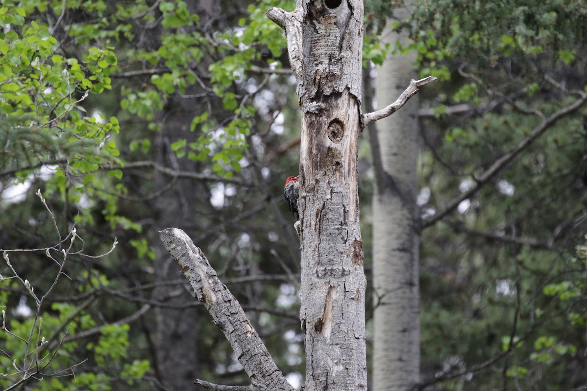 Red-breasted Sapsucker - ML187169681