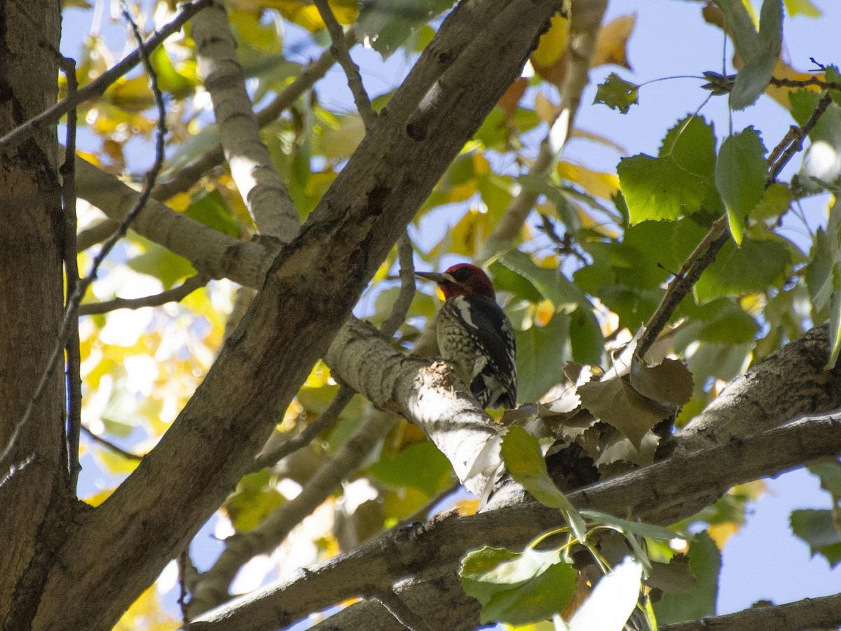 Red-breasted Sapsucker - ML187169711
