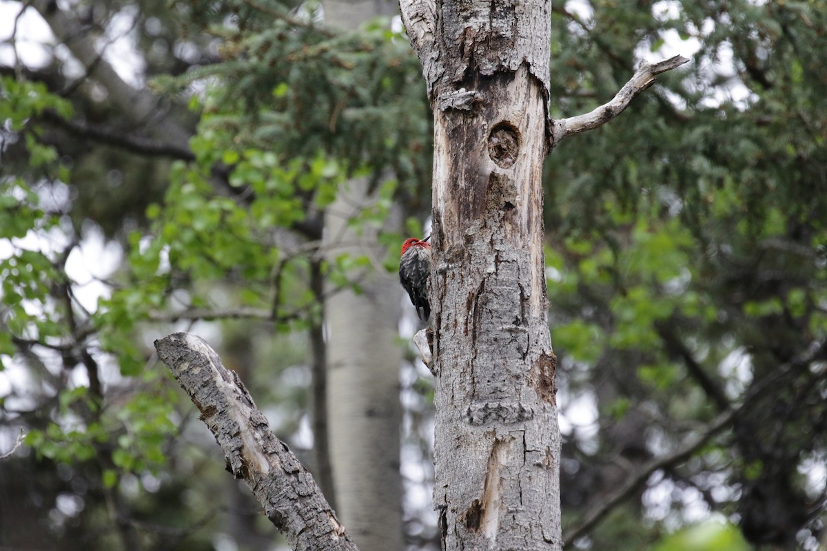 Red-breasted Sapsucker - ML187169721