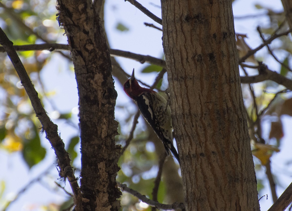 Red-breasted Sapsucker - ML187169731
