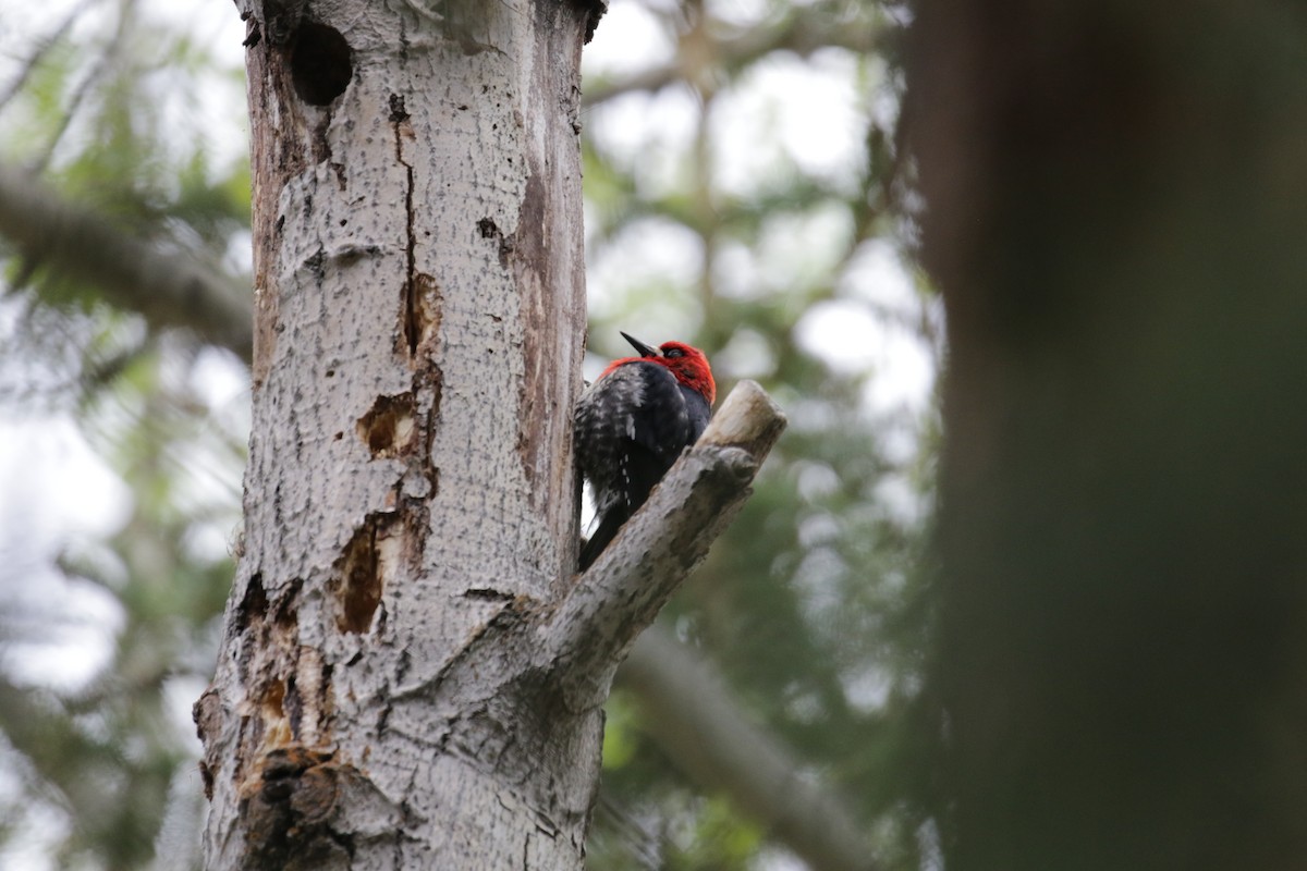 Red-breasted Sapsucker - ML187169761