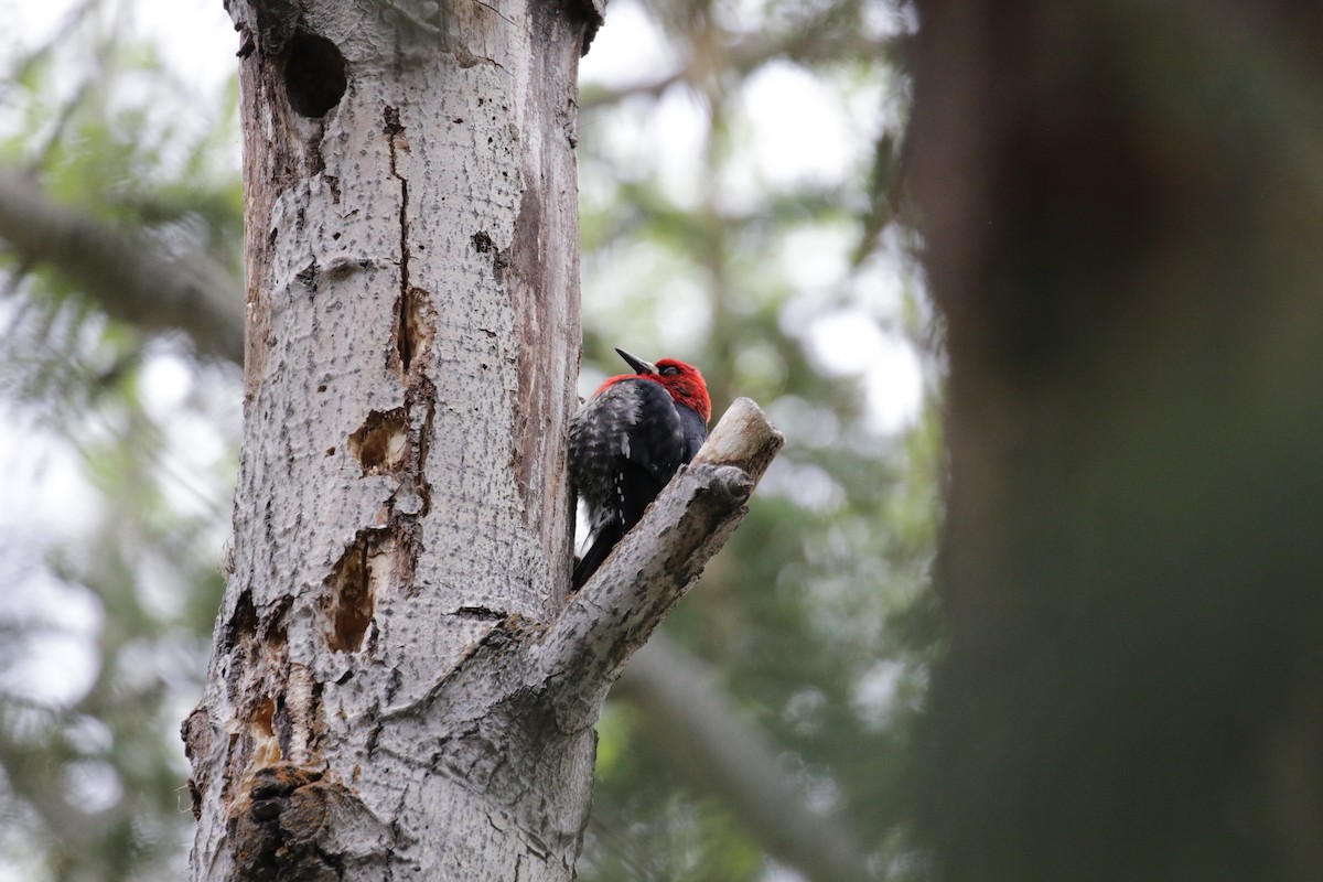 Red-breasted Sapsucker - ML187169801