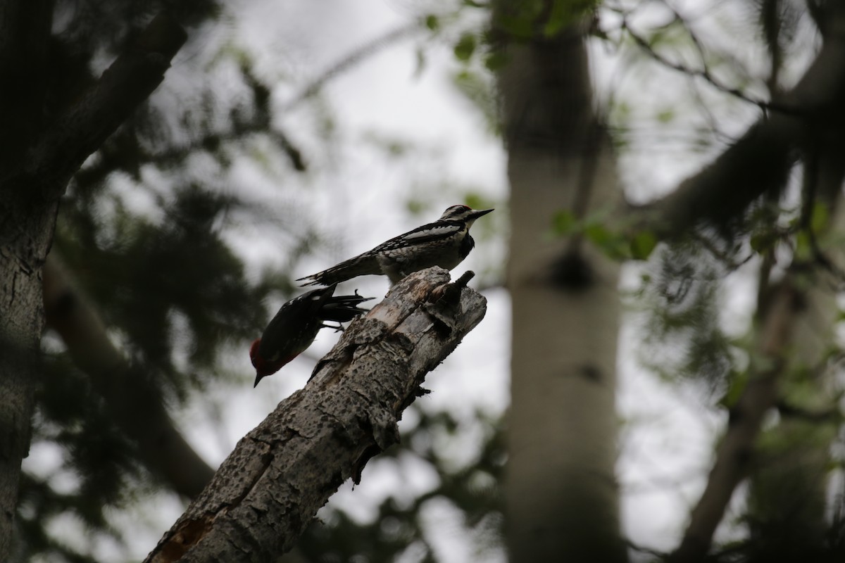 Red-breasted Sapsucker - ML187169871
