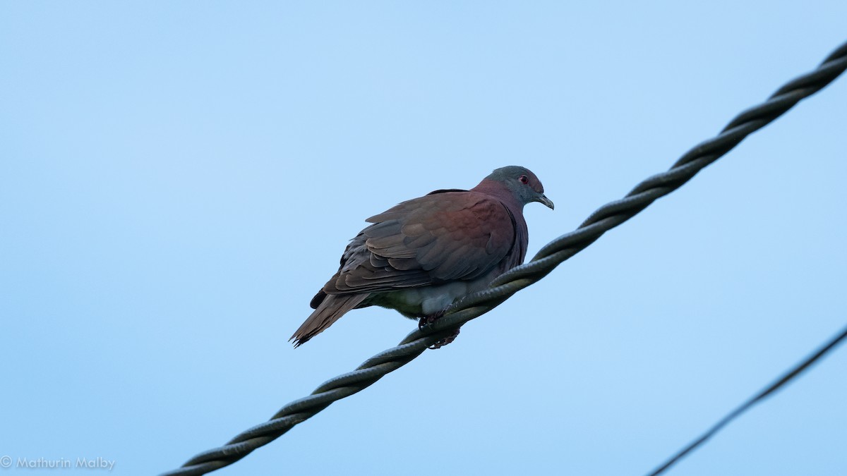 Pale-vented Pigeon - Mathurin Malby