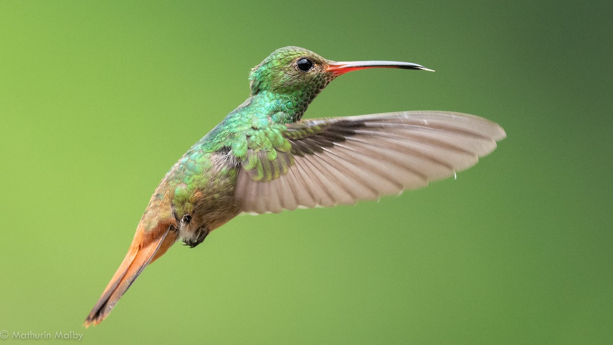 Rufous-tailed Hummingbird - Mathurin Malby