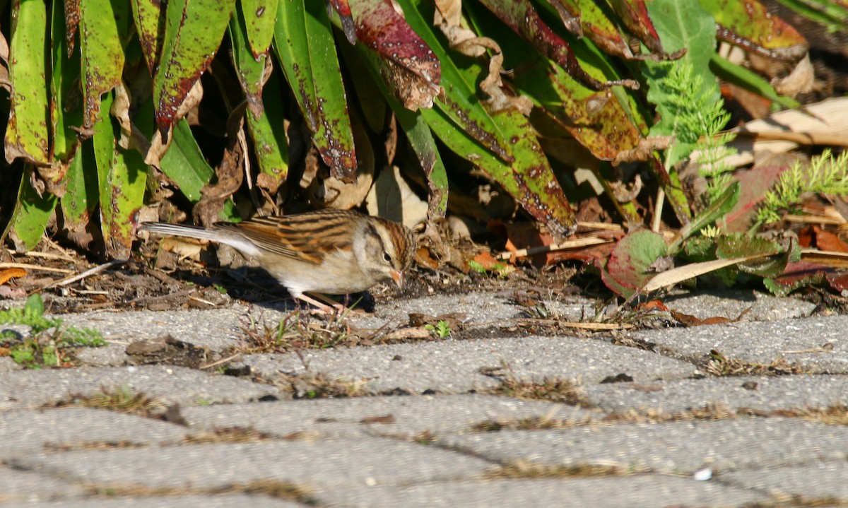 Chipping Sparrow - ML187177431