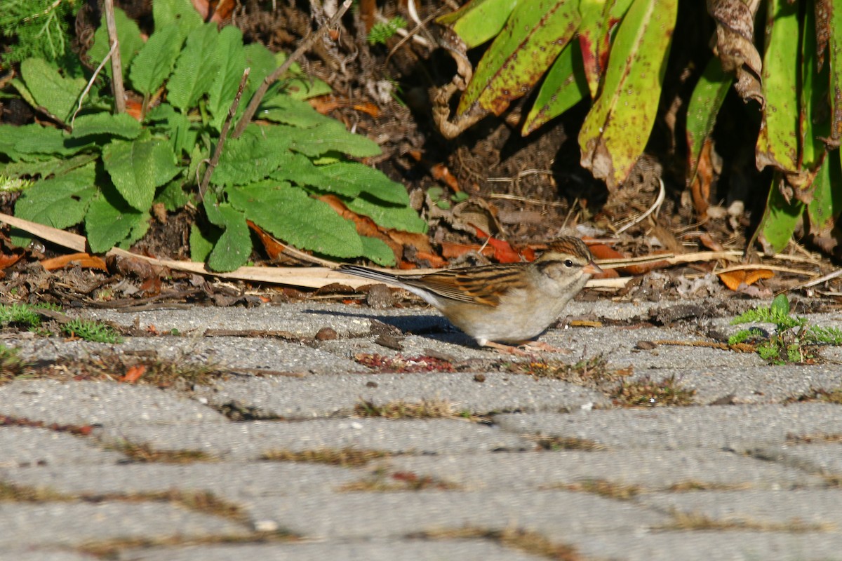 Chipping Sparrow - ML187177441