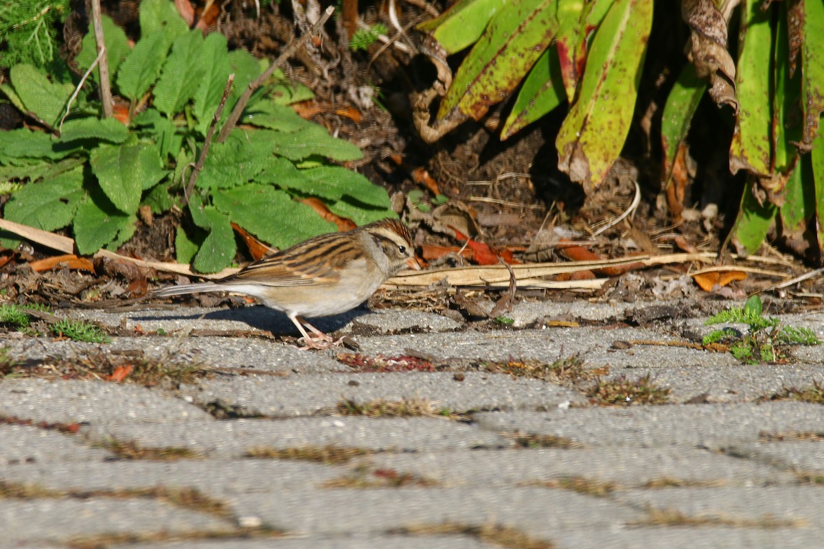 Chipping Sparrow - ML187177451