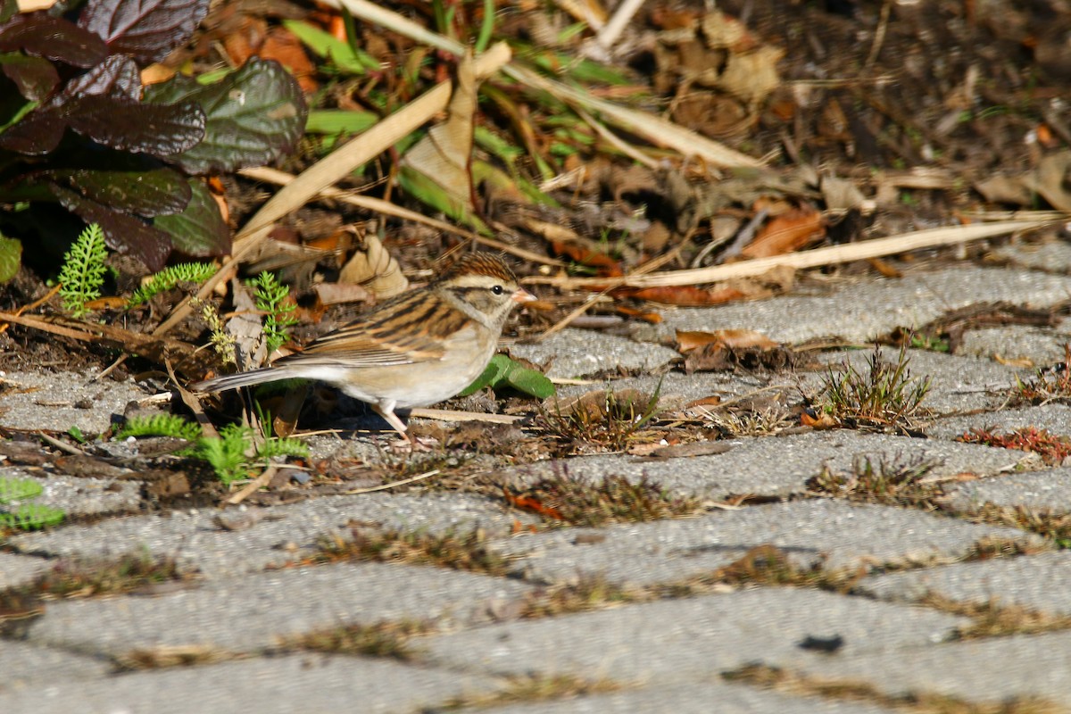 Chipping Sparrow - ML187177471