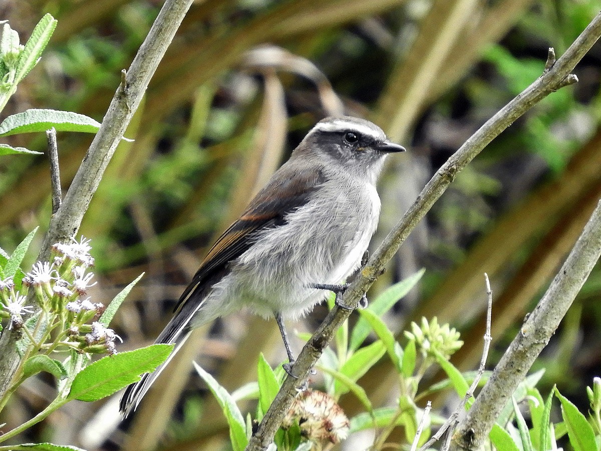 White-browed Chat-Tyrant - ML187182911