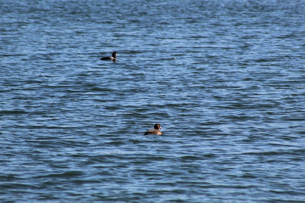 Greater/Lesser Scaup - ML187183551