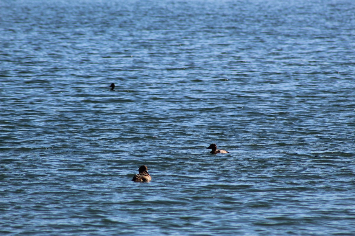 Greater/Lesser Scaup - ML187183571