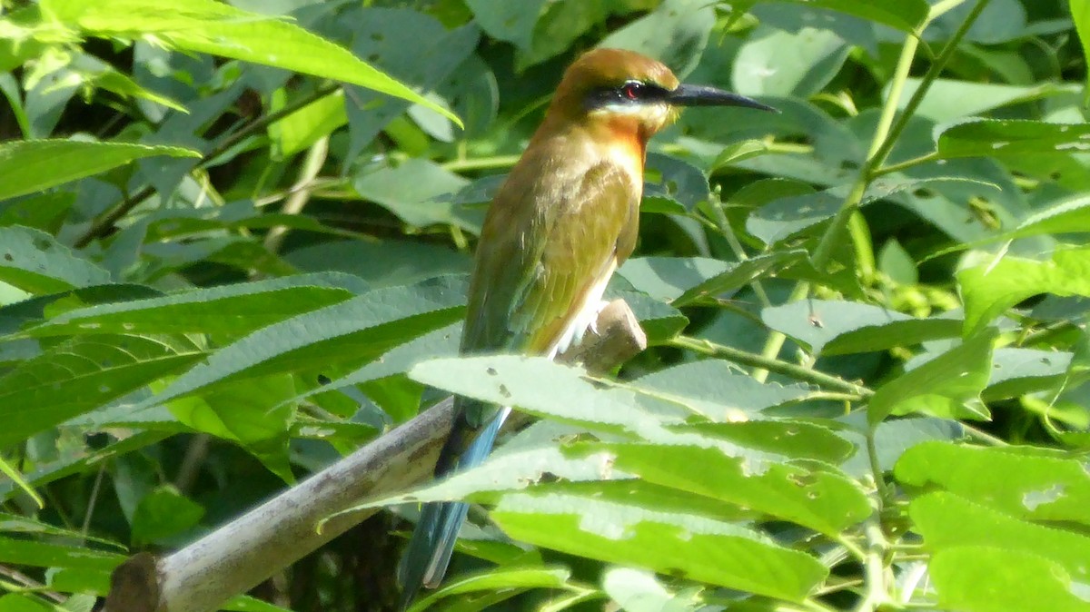 Blue-tailed Bee-eater - ML187184731