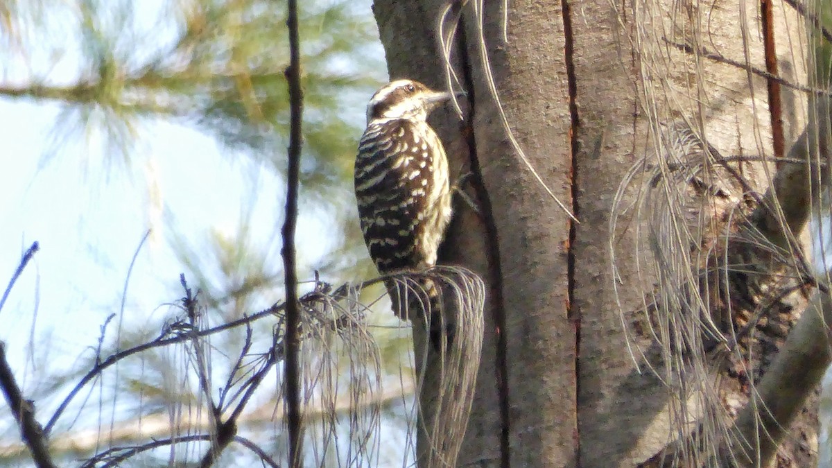 Philippine Pygmy Woodpecker - ML187184761