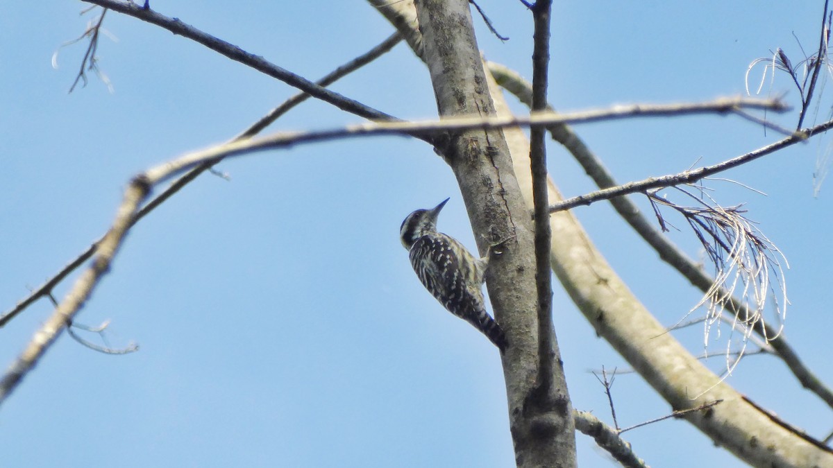 Philippine Pygmy Woodpecker - ML187184791