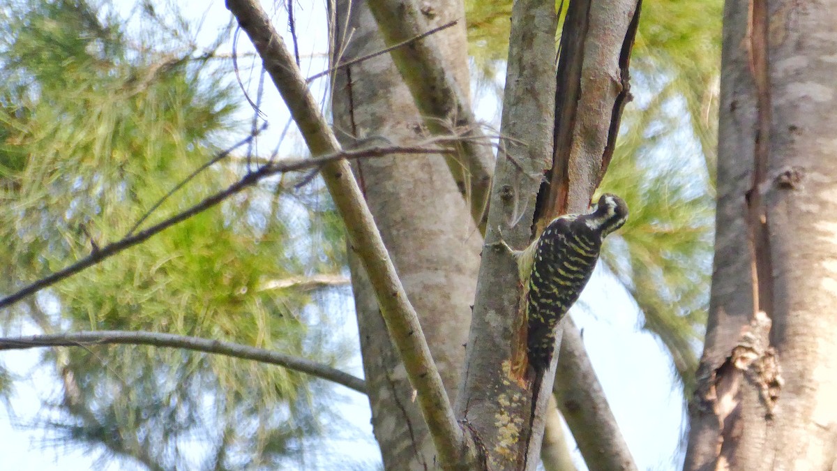 Philippine Pygmy Woodpecker - ML187184811