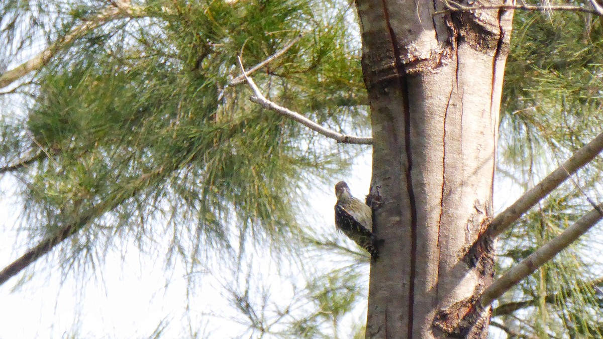 Philippine Pygmy Woodpecker - ML187184941