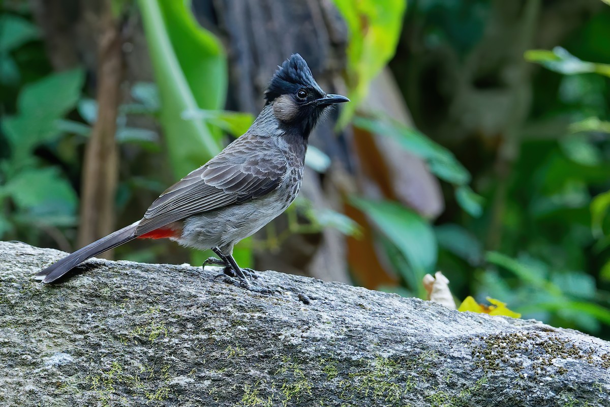 Red-vented Bulbul - ML187186411