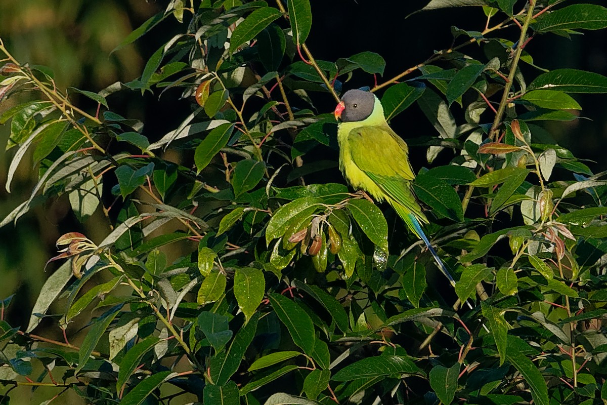 Gray-headed Parakeet - Vincent Wang