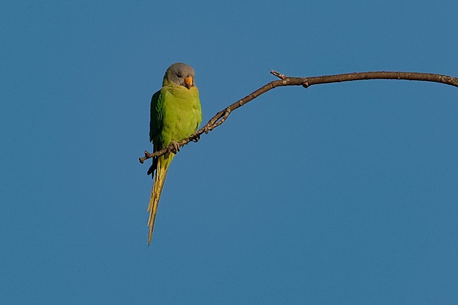 Blossom-headed Parakeet - ML187187121