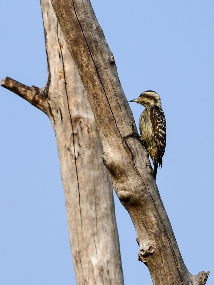 Sunda Pygmy Woodpecker - ML187188771