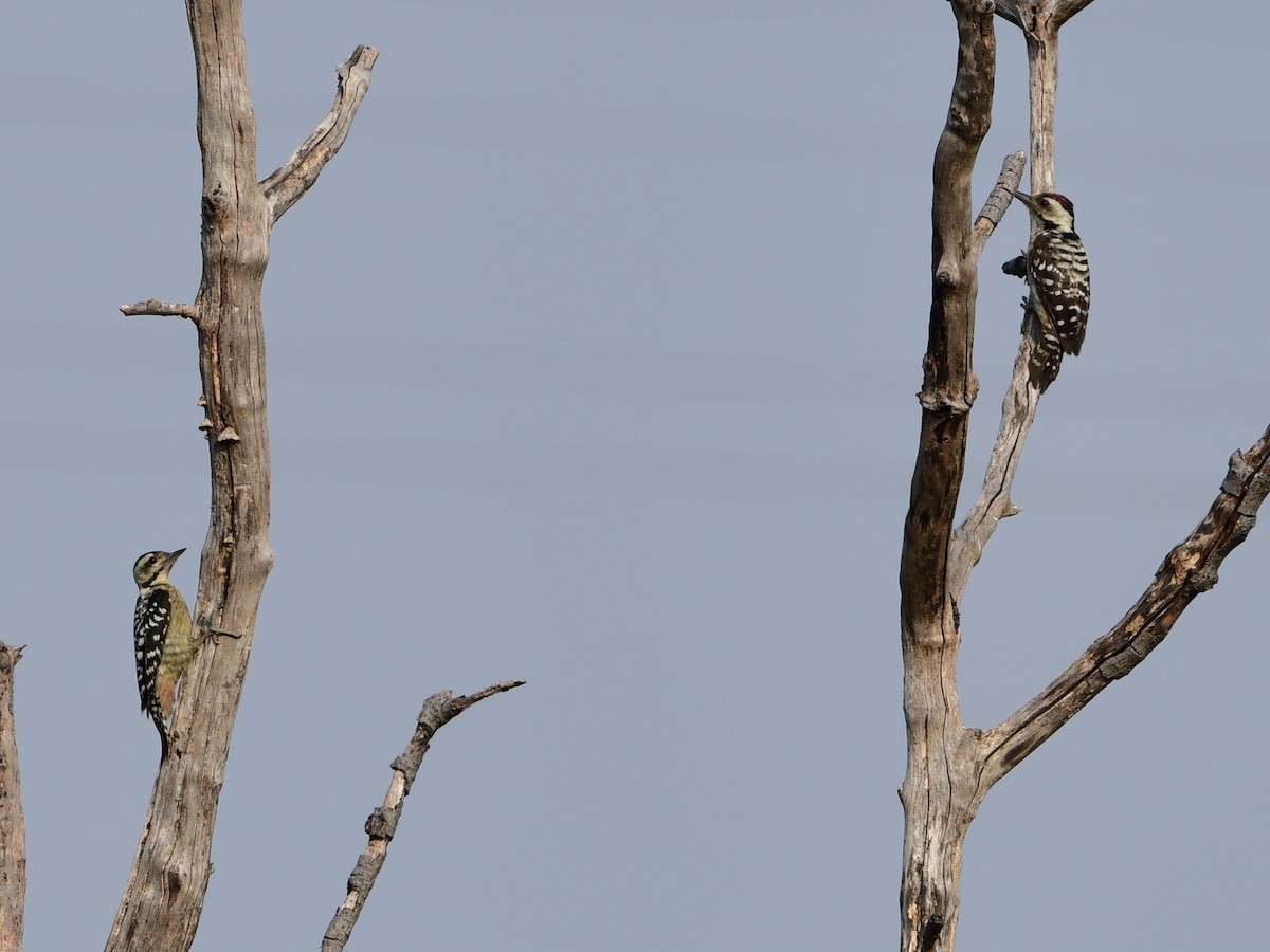 Freckle-breasted Woodpecker - ML187188781
