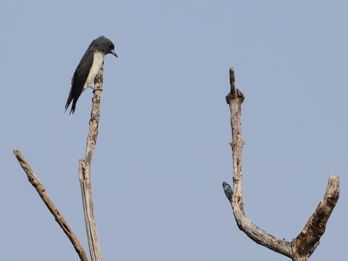 White-breasted Woodswallow - ML187188821