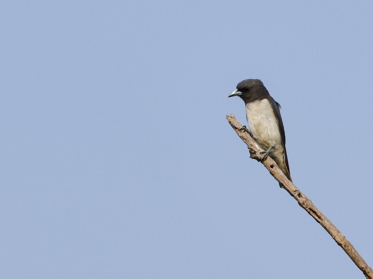 White-breasted Woodswallow - ML187188831