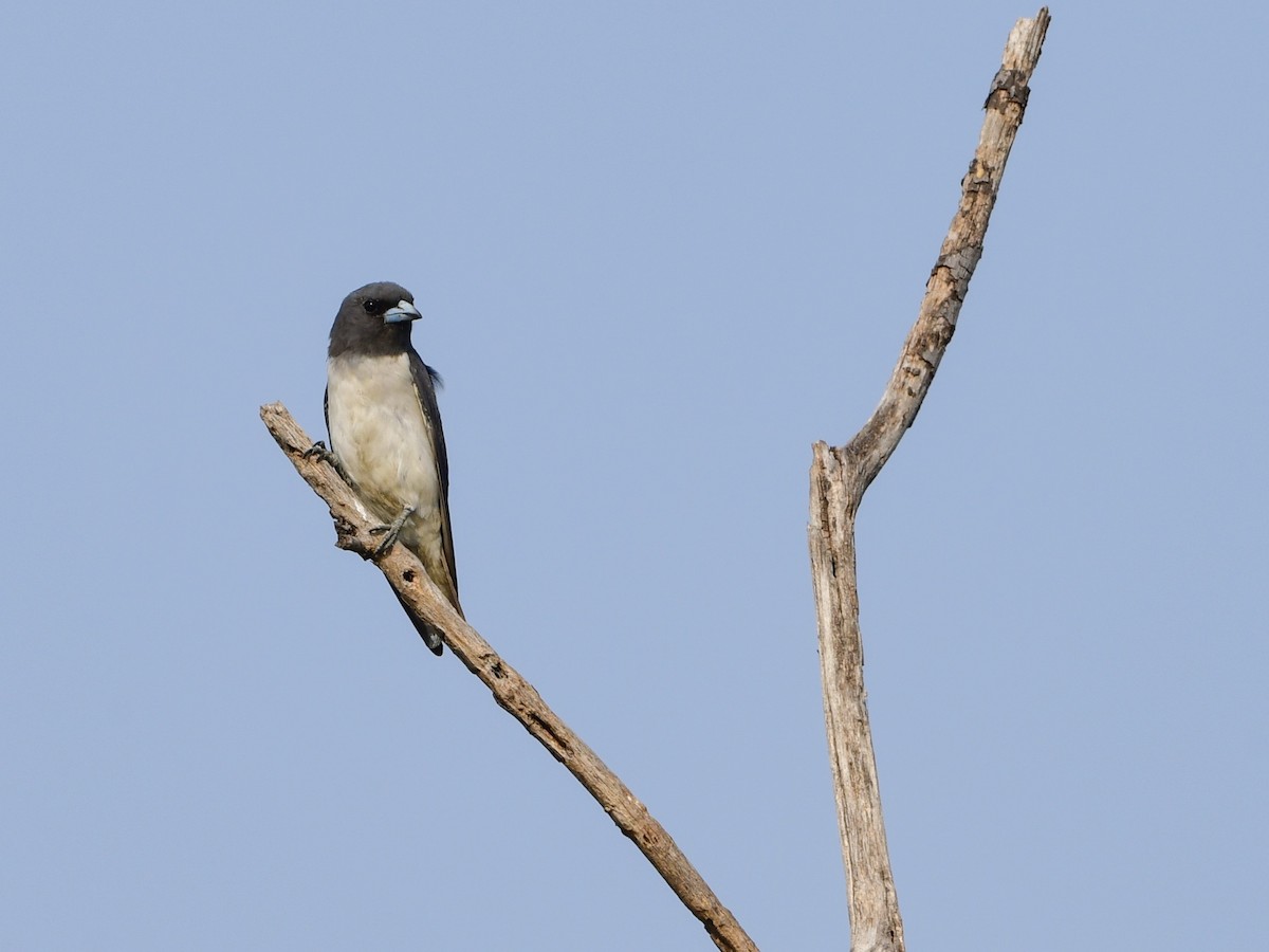 White-breasted Woodswallow - ML187188841