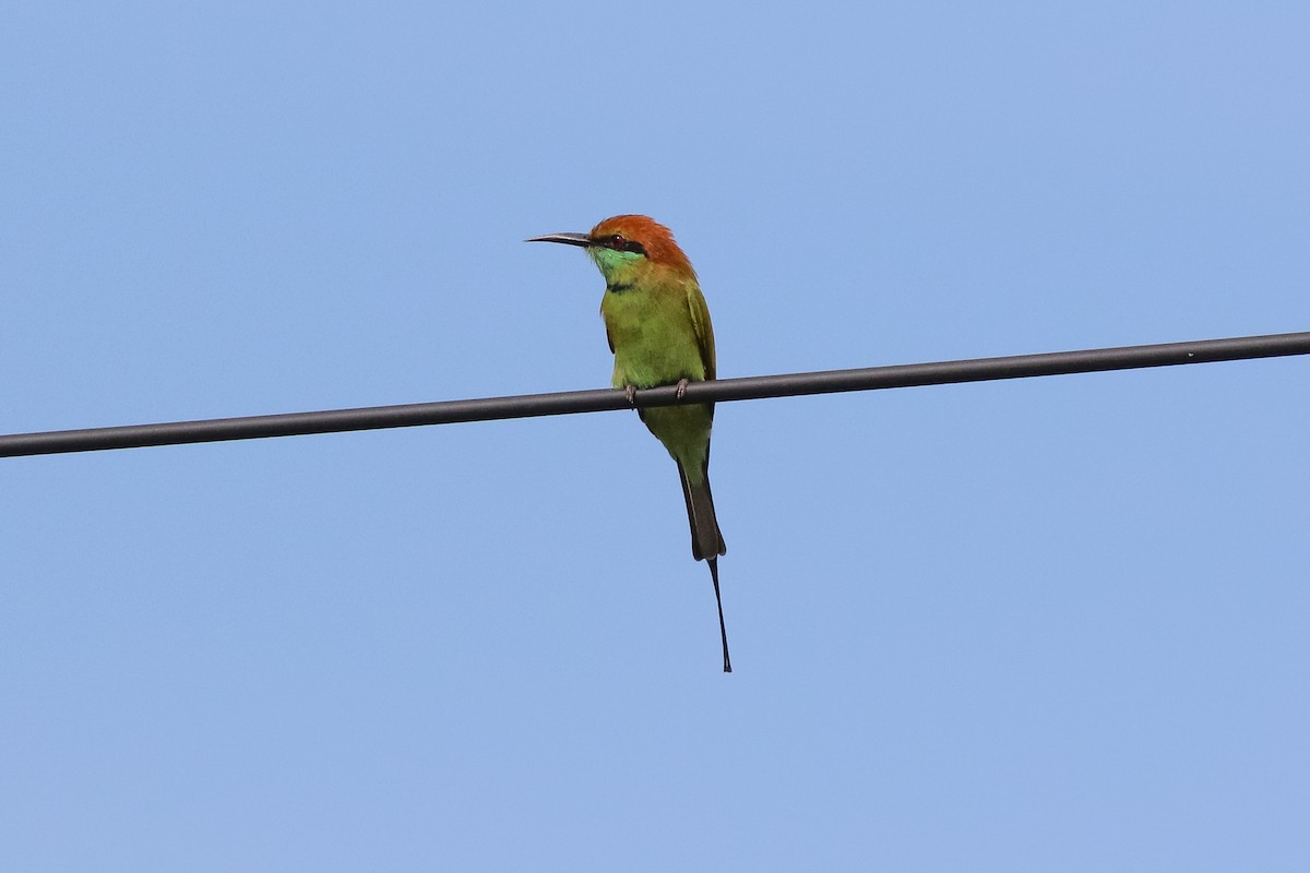 Asian Green Bee-eater - Sutanan Pinmaneenopparat