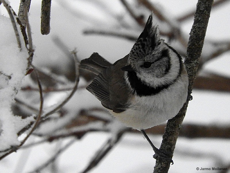 Crested Tit - ML187191111