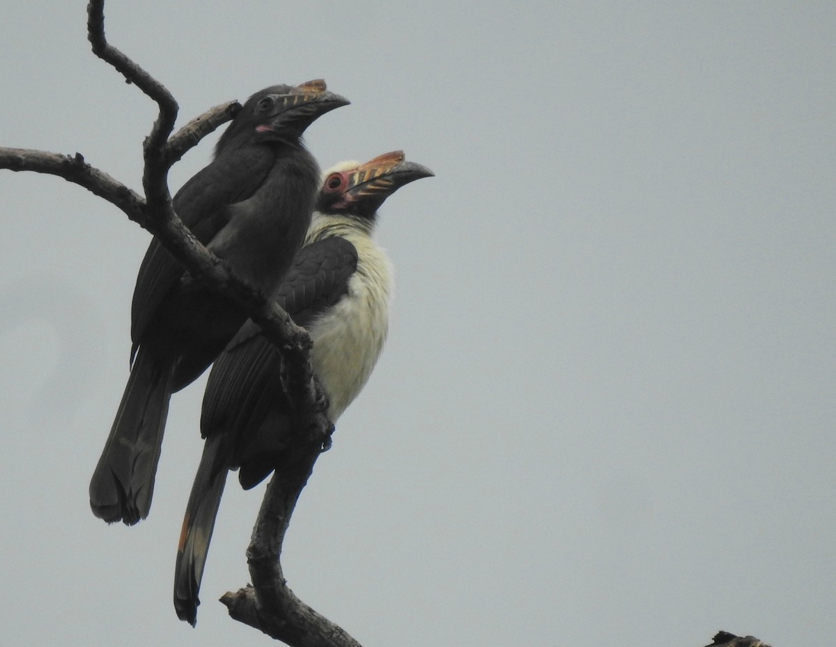 Luzon Hornbill - Nimali Digo & Thilanka Edirisinghe