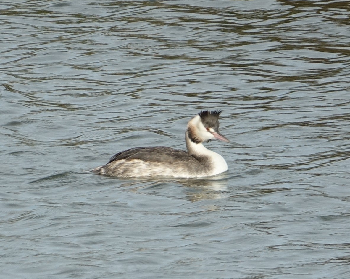 Great Crested Grebe - Franz Häring
