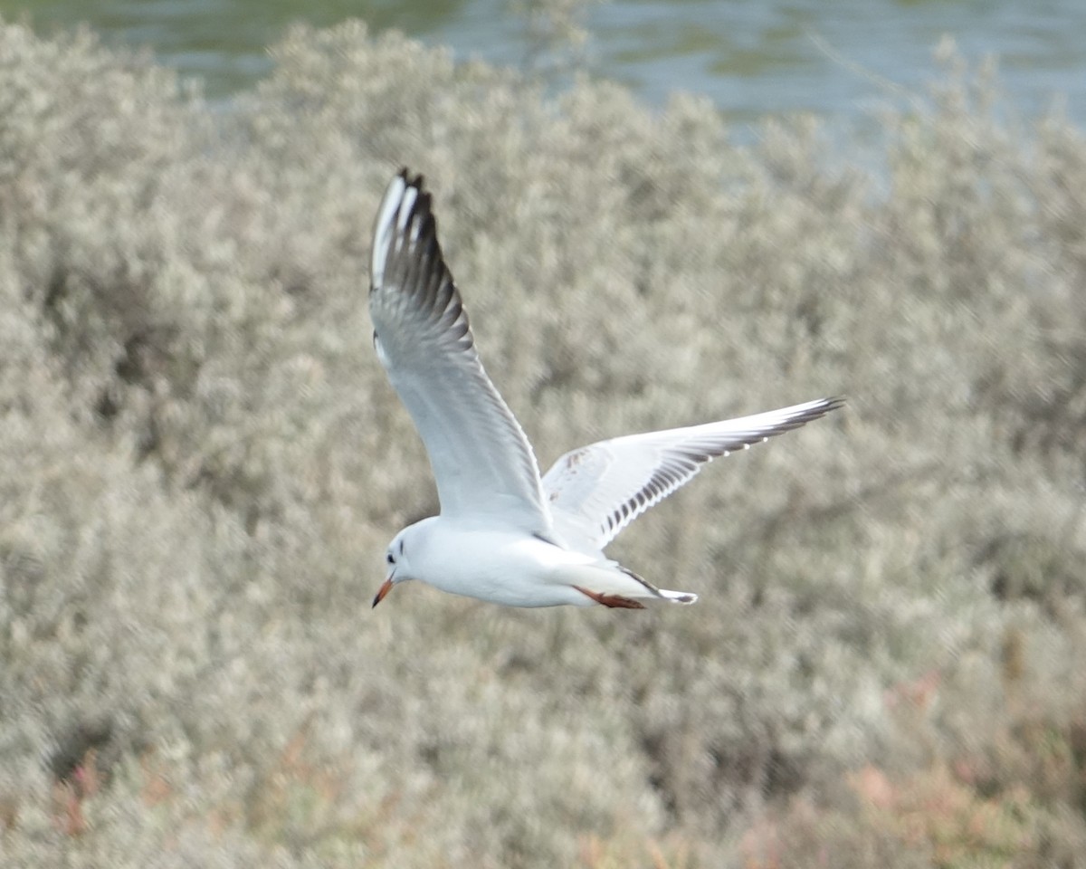 Mouette rieuse - ML187197461