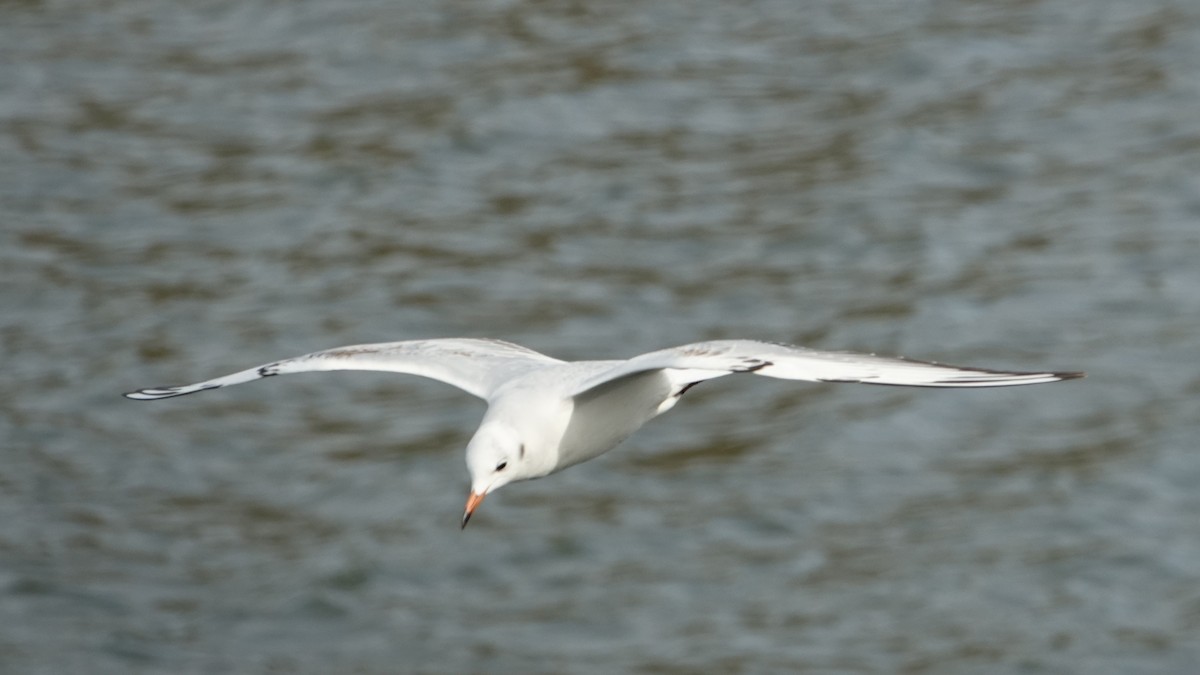 Mouette rieuse - ML187197501