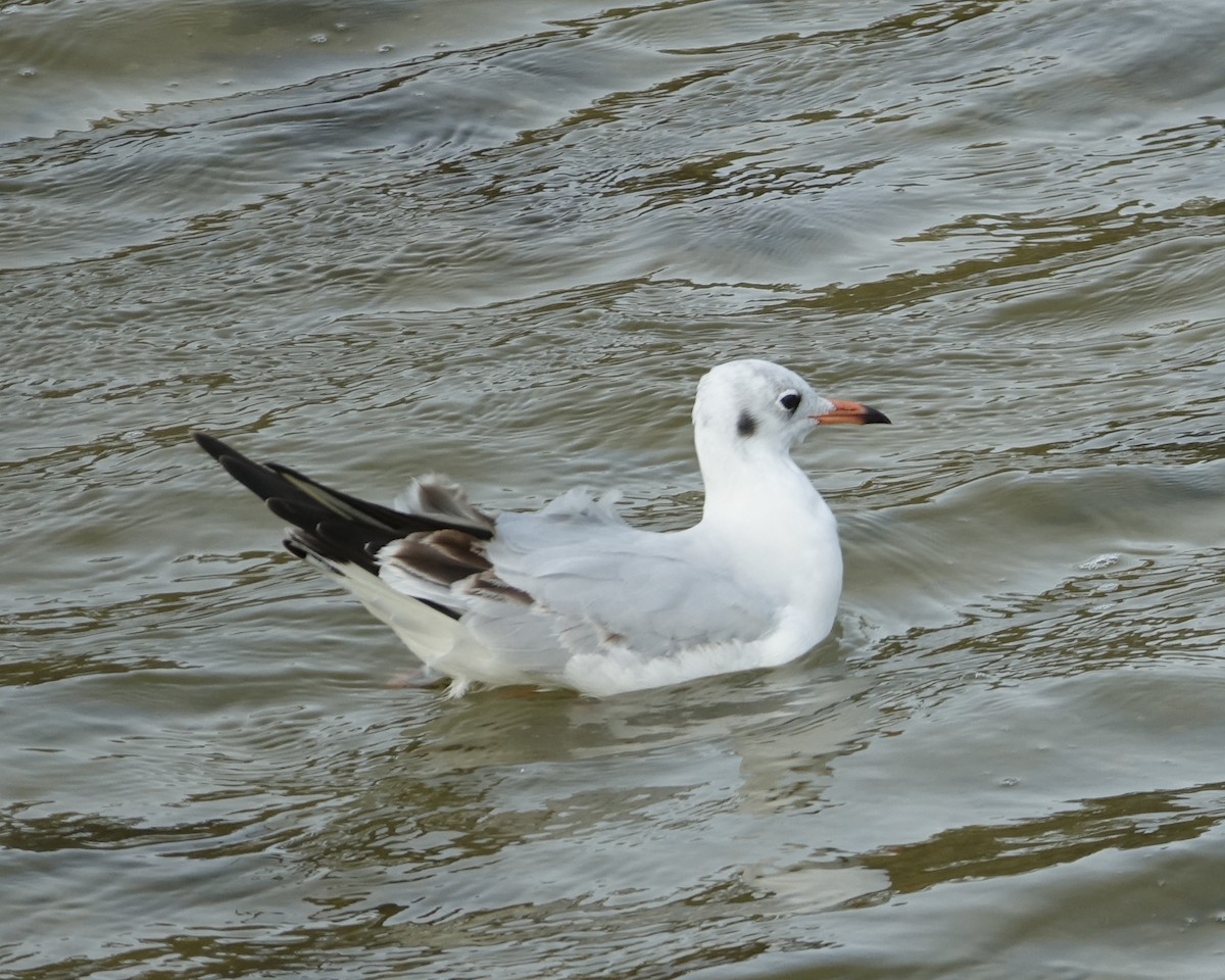 Mouette rieuse - ML187197511