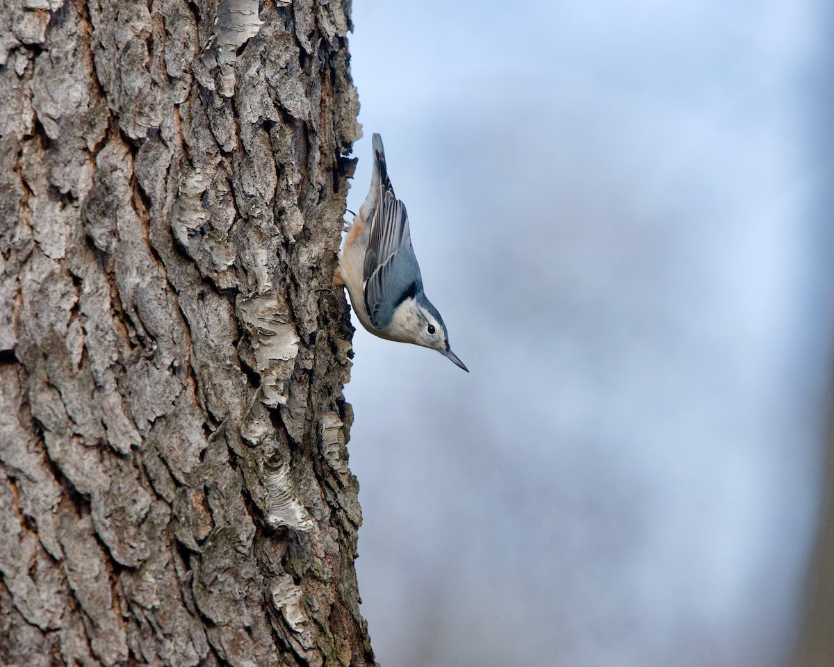 White-breasted Nuthatch - Jon Cefus