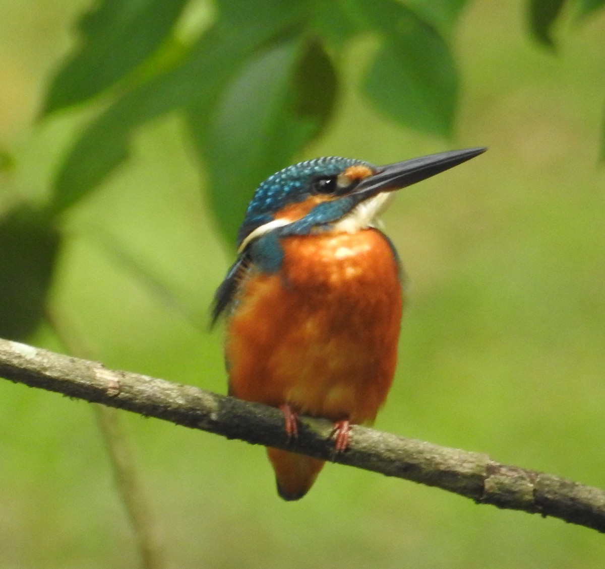 Common Kingfisher - Mike Coulson