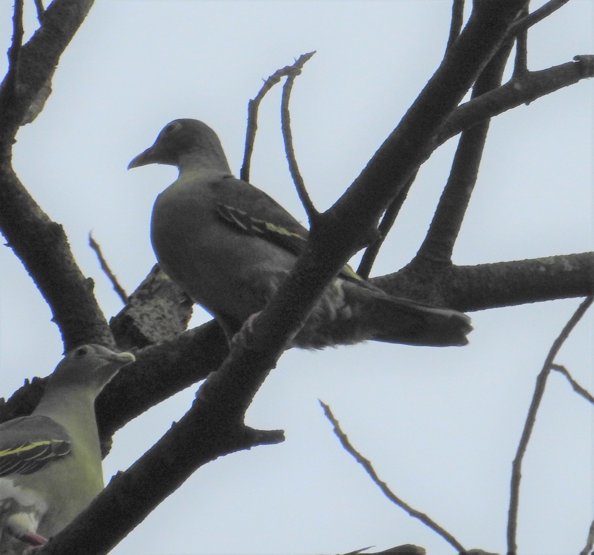 Thick-billed Green-Pigeon - ML187206301