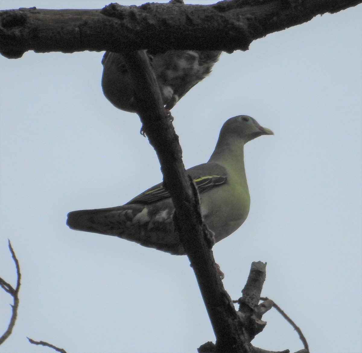 Thick-billed Green-Pigeon - ML187206311