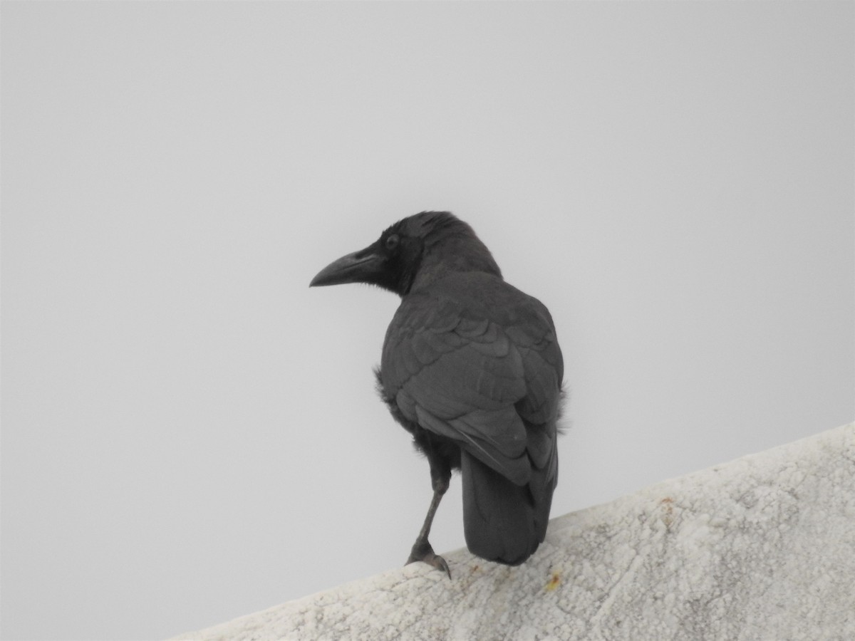 Large-billed Crow - Mike Coulson