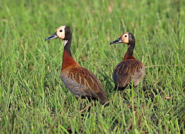 White-faced Whistling-Duck