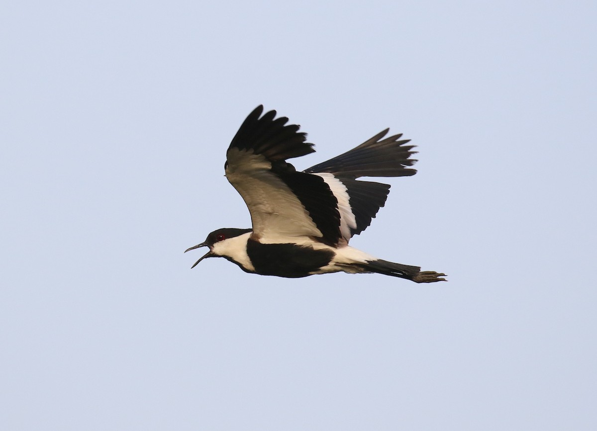 Spur-winged Lapwing - ML187207331