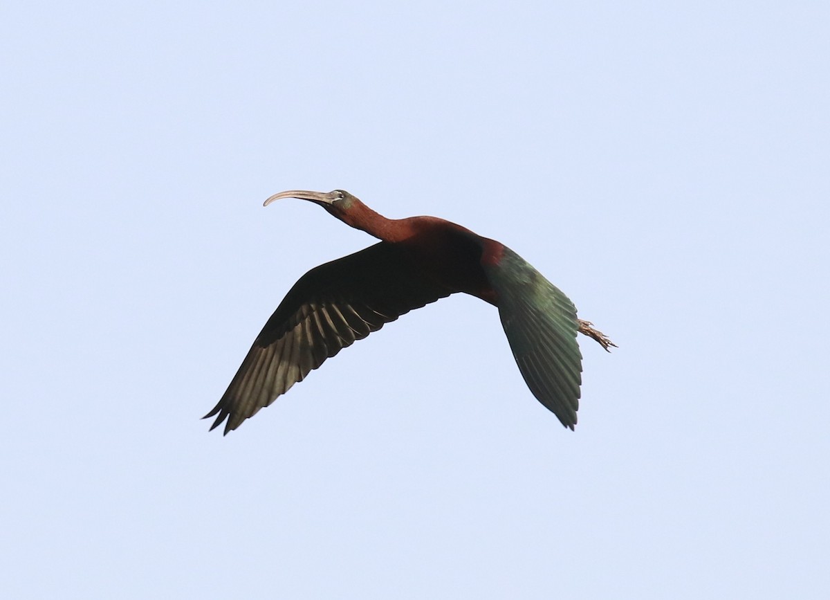ibis hnědý - ML187207431