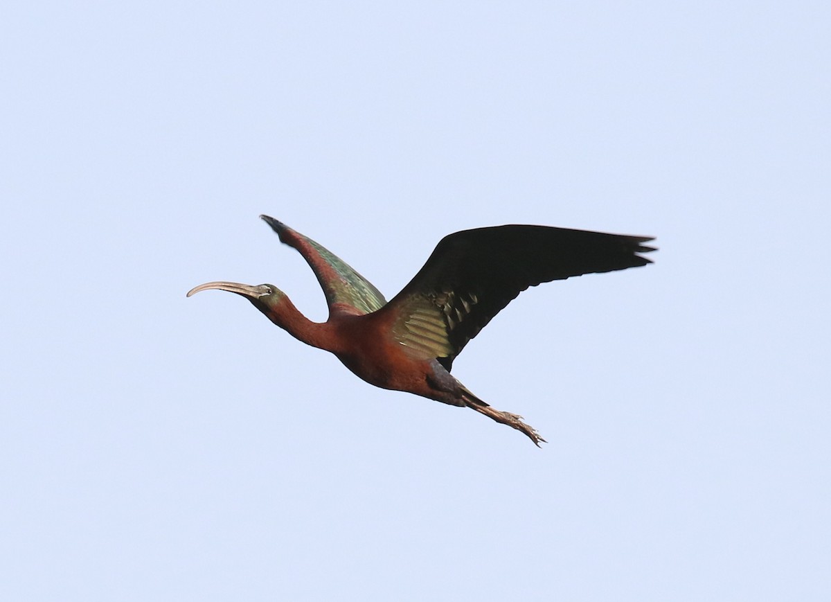 ibis hnědý - ML187207441