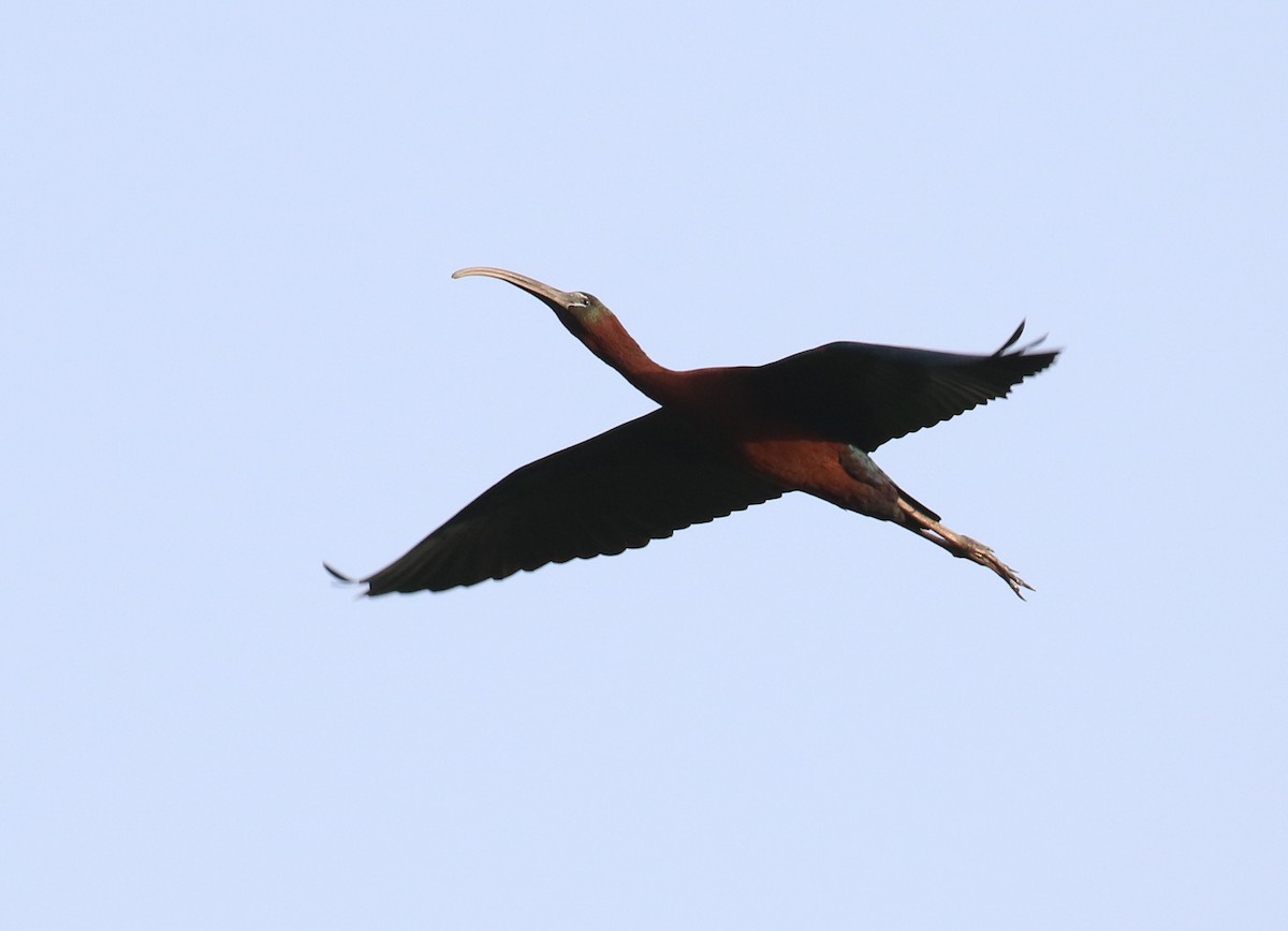 ibis hnědý - ML187207451